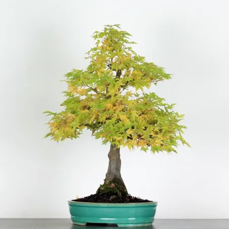 BONSAI ACER PALMATUM ORANGE DREAM 1-1