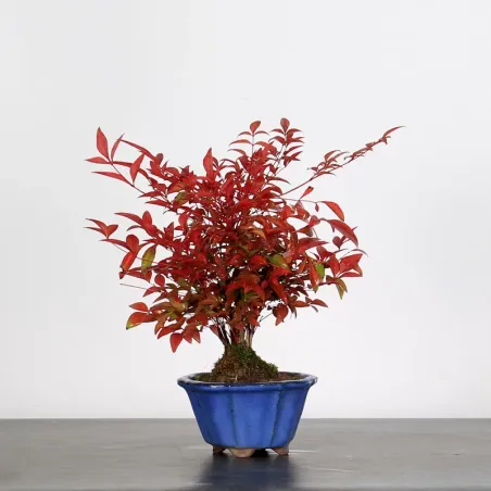 Bonsai  Nandina "Bambou Sacré"