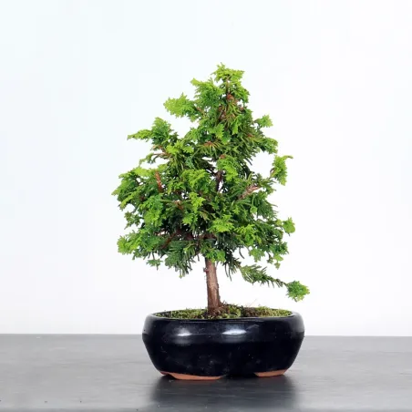 Bonsai Genévrier de Chine