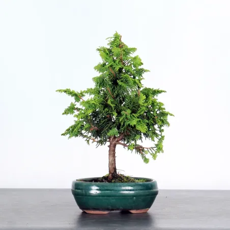 Bonsai Genévrier de Chine