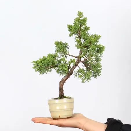 Bonsai Genévrier Shohin