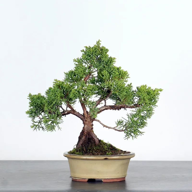 Bonsai Juniper Shohin