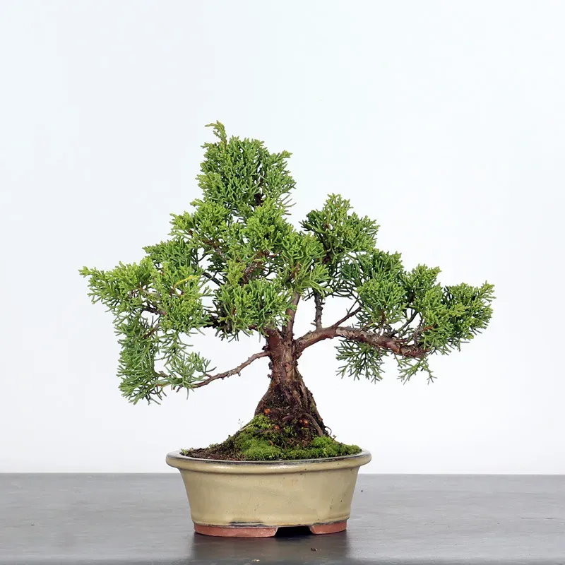 image supplémentaire - JUNIPERUS CHINENSIS SHOHIN 1-8