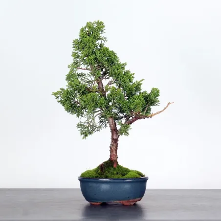 JUNIPERUS CHINENSIS SHOHIN 1-11