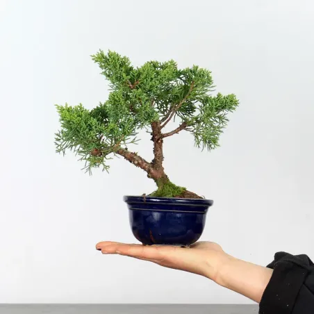 GENÉVRIER SHOHIN "JUNIPERUS CHINENSIS KISHU" 1-17