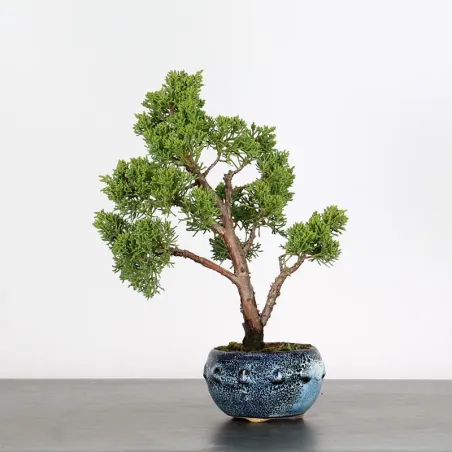 GENÉVRIER SHOHIN "JUNIPERUS CHINENSIS KISHU" 2-7