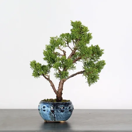 image supplémentaire - JUNIPERUS CHINENSIS SHOHIN 2-7