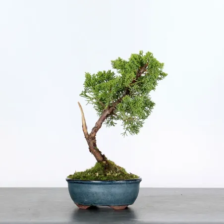 GENÉVRIER SHOHIN "JUNIPERUS CHINENSIS KISHU" 2-8