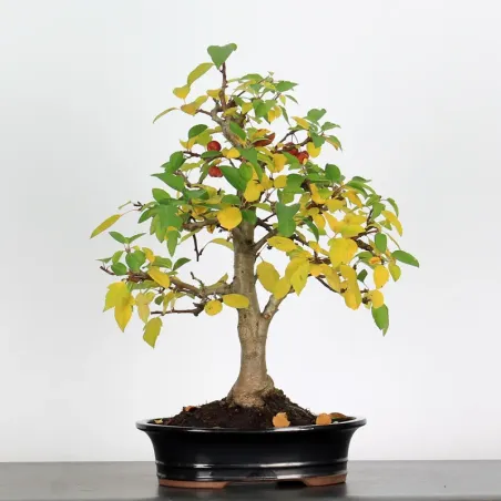 Bonsai Pommier