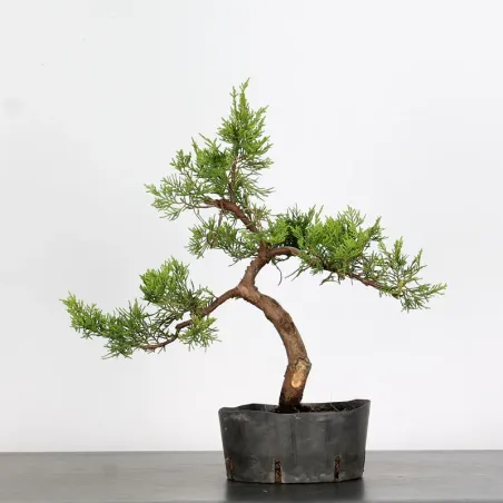 Bonsai Genévrier de Chine