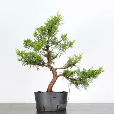 GENÉVRIER "JUNIPERUS COMMUNIS" 1-19