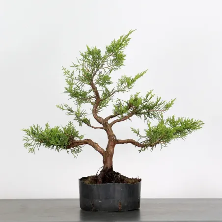 GENÉVRIER "JUNIPERUS COMMUNIS" 1-20