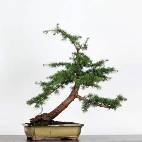 Bonsai Cèdre de l'Atlas