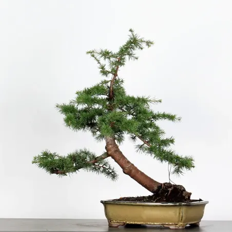 image supplémentaire - BONSAI "CEDRUS ATLANTICA" 2-3