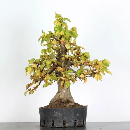 CHARME "Carpinus" 3-8