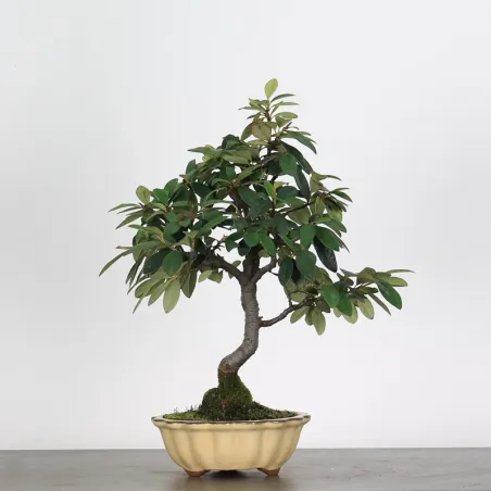 Bonsai Cotoneaster Microphylla