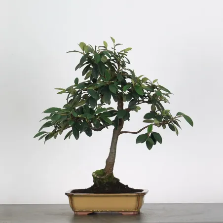 Bonsai Cotoneaster Microphylla