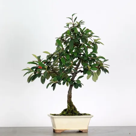 Bonsai Cotoneaster Microphylla