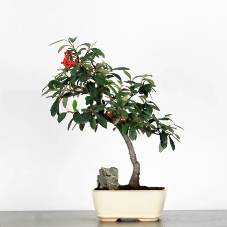 Bonsai Cotoneaster Microphylla