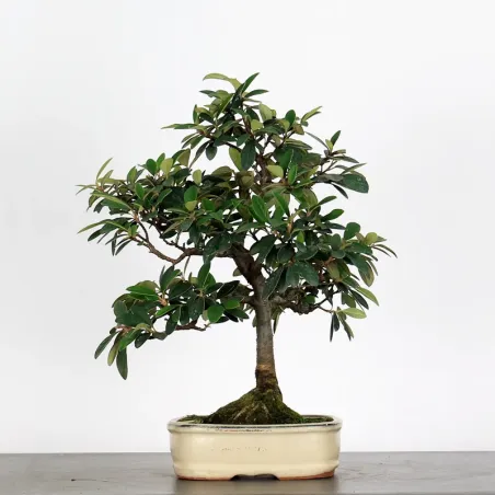 Bonsai Cotoneaster Microphylla