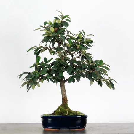 Bonsai Cotoneaster Microphylla