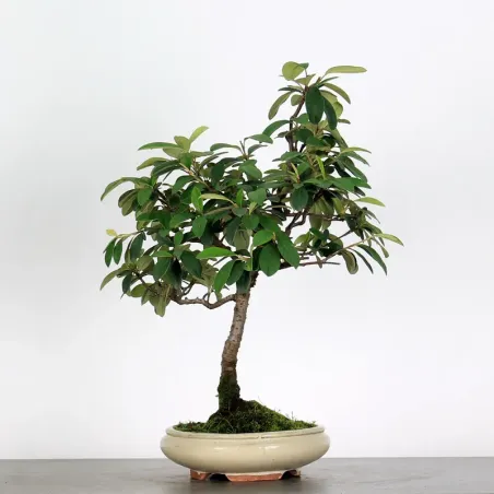 Bonsai Cotoneaster Microphylla