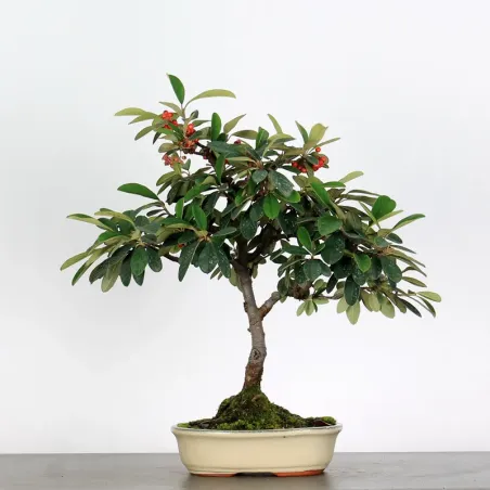 Bonsai Cotoneaster Microphylla