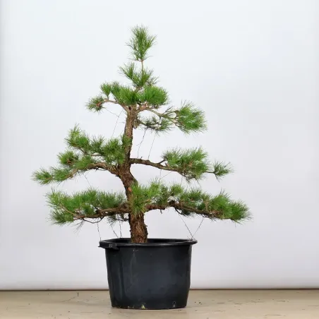 THUNBERGII PINE