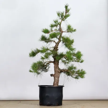 THUNBERGII PINE