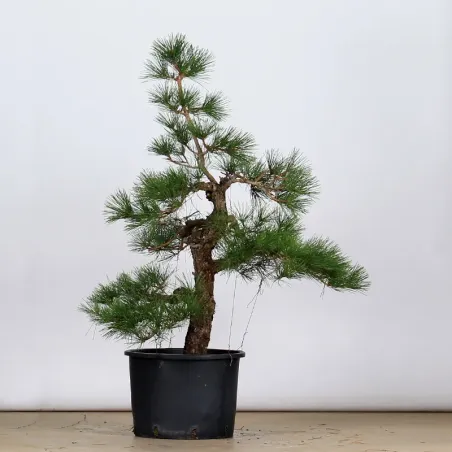 PINUS THUNBERGI GARDEN 1-8