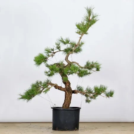 PINUS THUNBERGI GARDEN 1-15