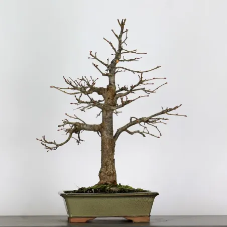 image supplémentaire - BONSAI LINDEN "TILIA" 1-4