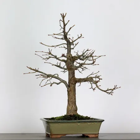 BONSAI LINDEN "TILIA" 1-4