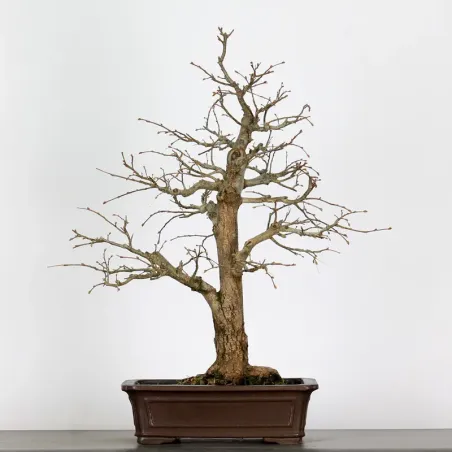 image supplémentaire - BONSAI TILLEUL "TILIA" 1-1