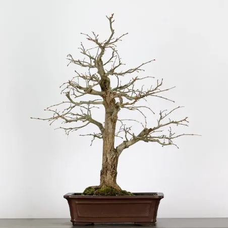 BONSAI TILLEUL "TILIA" 1-1