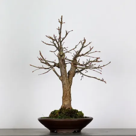 BONSAI LINDEN "TILIA" 1-5