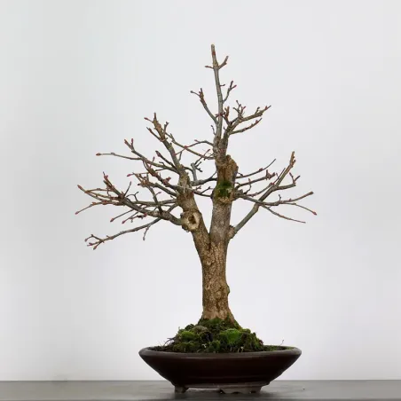 image supplémentaire - BONSAI LINDEN "TILIA" 1-5