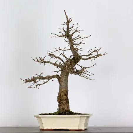 BONSAI LINDEN "TILIA" 1-6