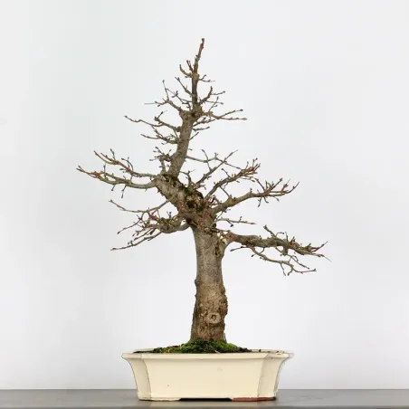 image supplémentaire - BONSAI LINDEN "TILIA" 1-6