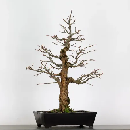 BONSAI LINDEN "TILIA" 1-7