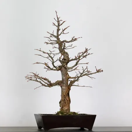 image supplémentaire - BONSAI LINDEN "TILIA" 1-7