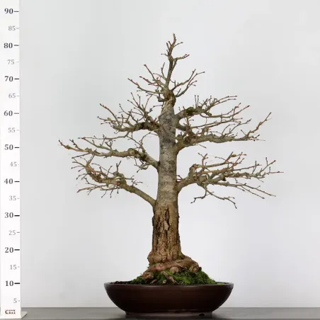 image supplémentaire - BONSAI TILLEUL "TILIA" 1-12