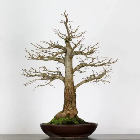 BONSAI TILLEUL "TILIA" 1-12