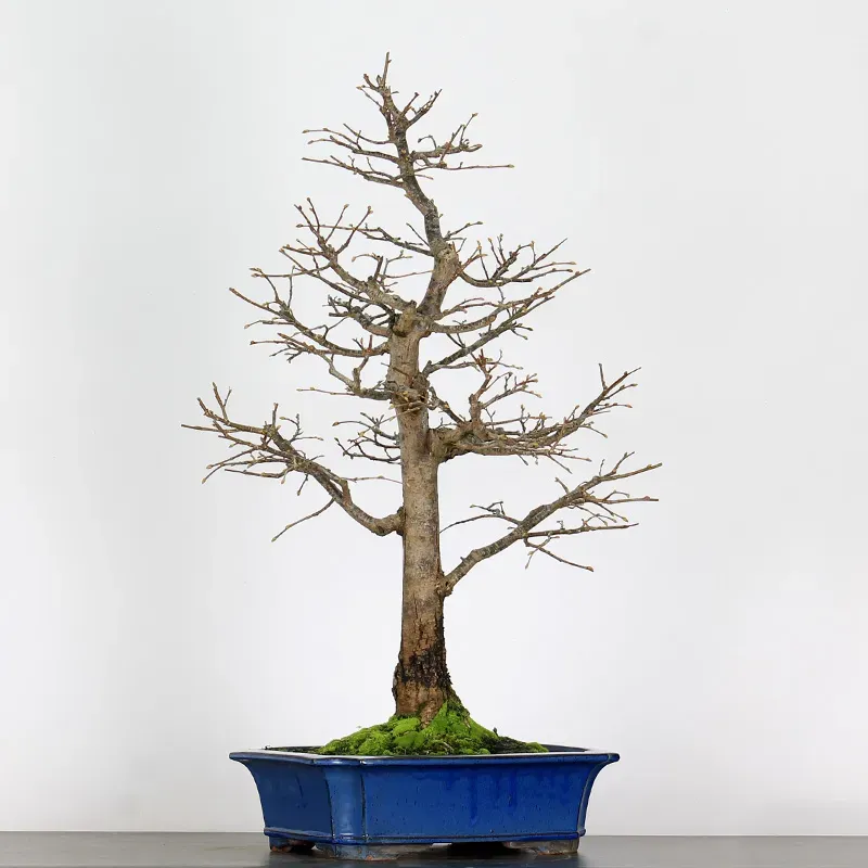 image supplémentaire - BONSAI LINDEN "TILIA" 1-13