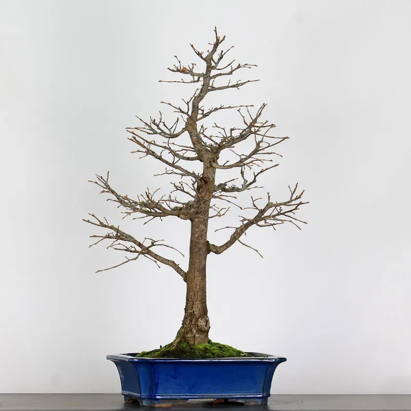 BONSAI LINDEN "TILIA" 1-13