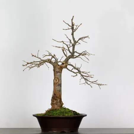 BONSAI TILLEUL "TILIA" 1-15