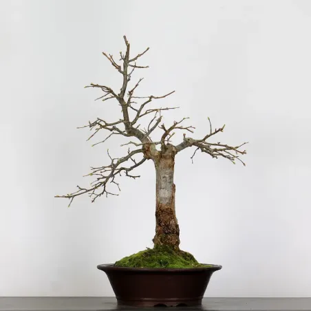 image supplémentaire - BONSAI TILLEUL "TILIA" 1-15