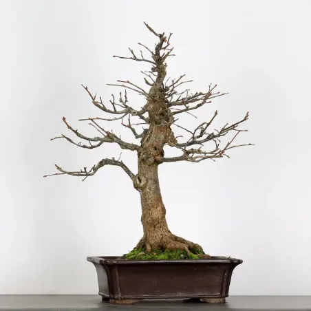 image supplémentaire - BONSAI TILLEUL "TILIA" 1-2