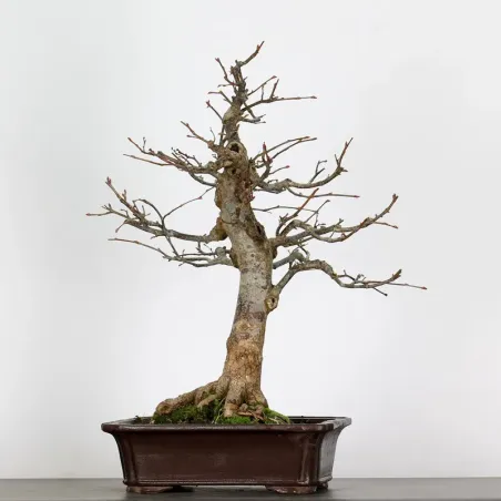 BONSAI TILLEUL "TILIA" 1-2