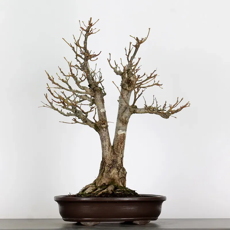 BONSAI LINDEN "TILIA" 1-3